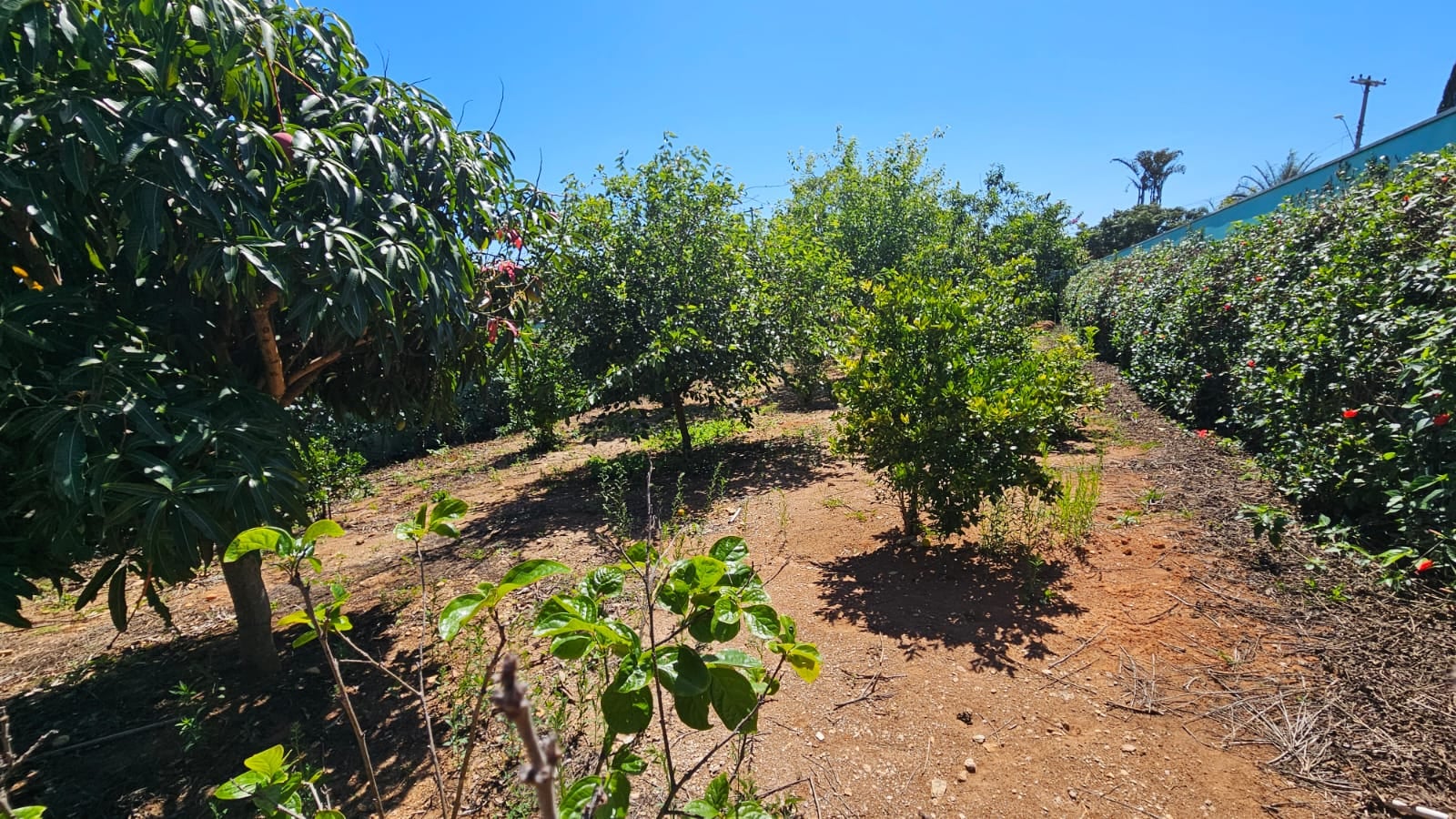 Imovel TR250013583 [6]