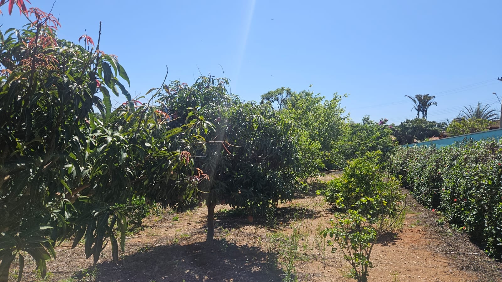 Imovel TR250013583 [10]