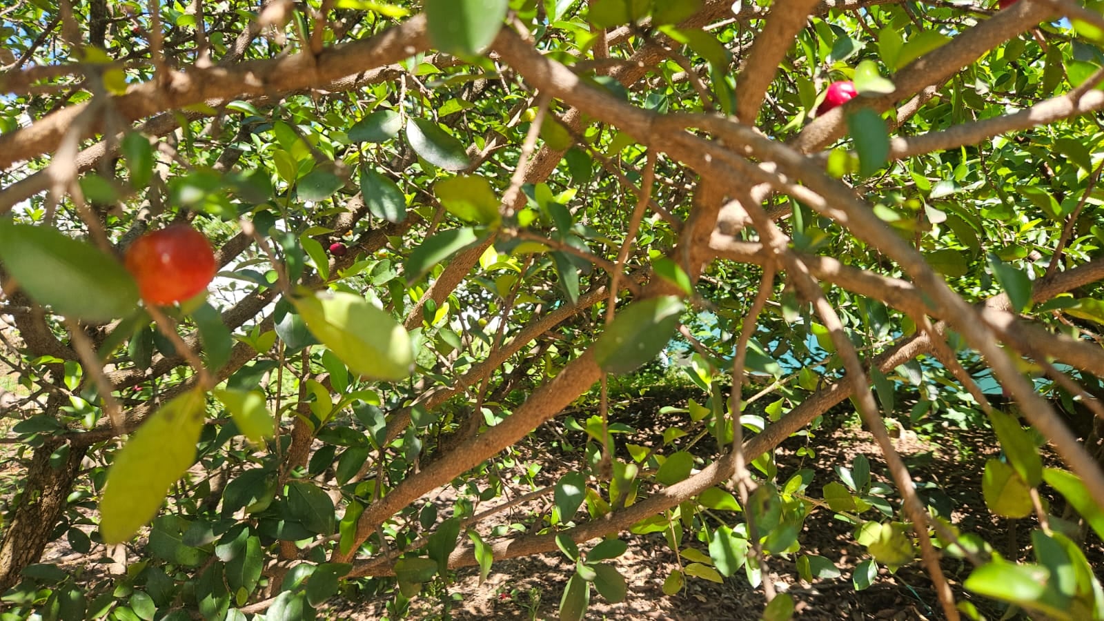 Imovel TR250013583 [9]