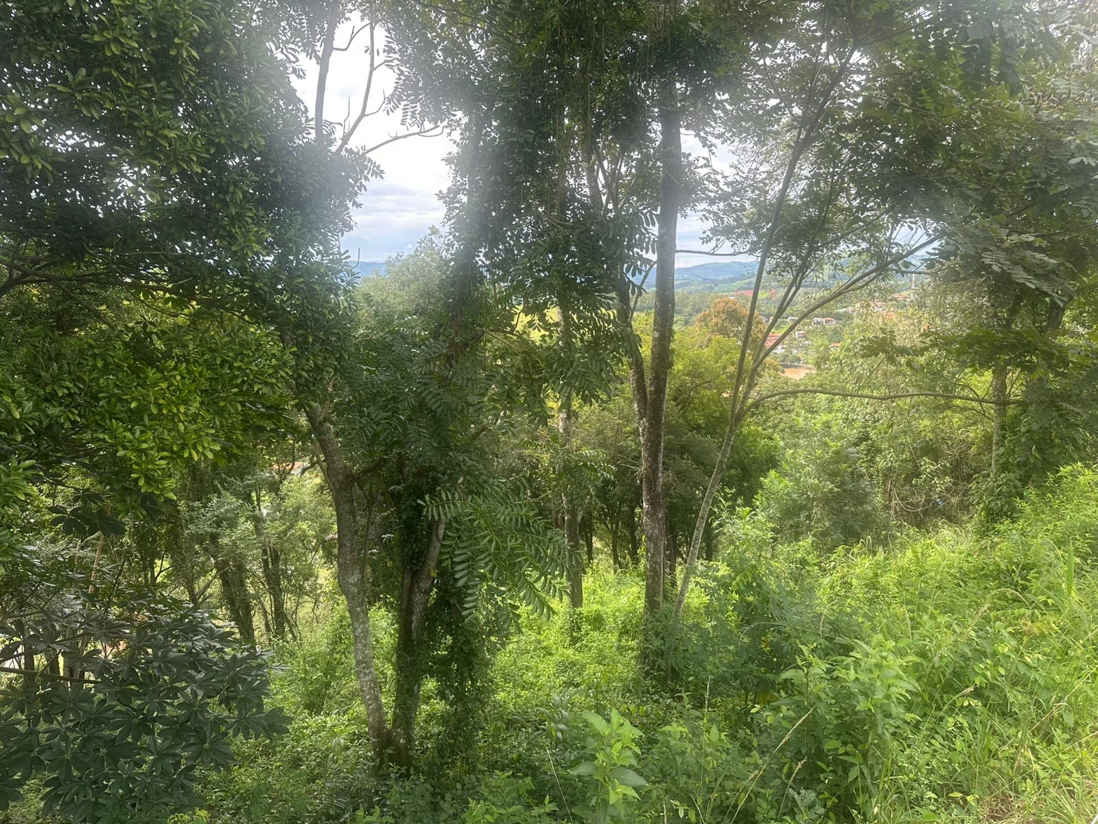 Imovel TR260011799 [3]