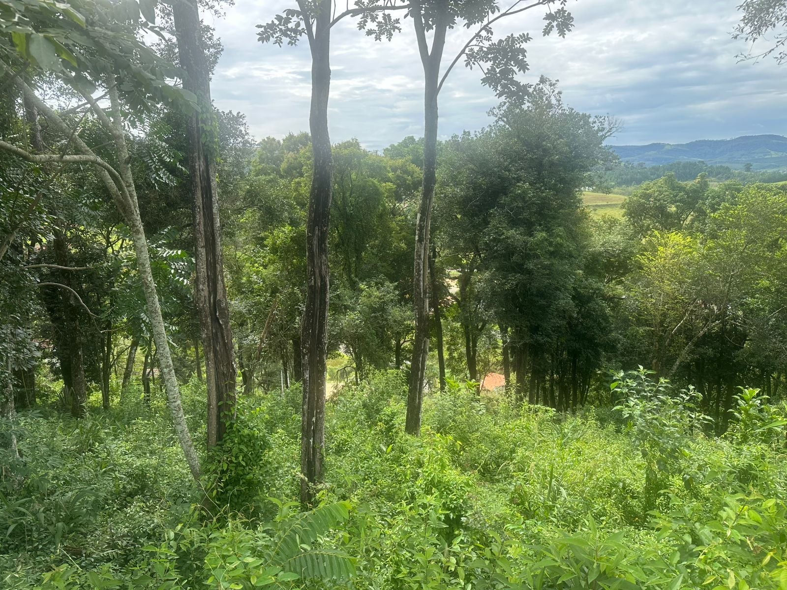 Imovel TR260011799 [2]